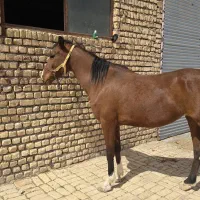 اسب مادیان و‌ کره