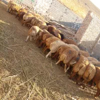 بره