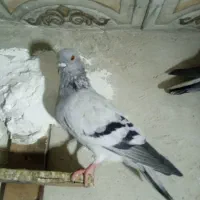 شامی ماده