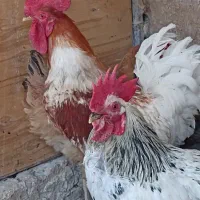 دو عدد خروس  رسمی محلی