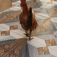 خروس سیبرایت