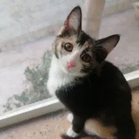 بچه گربه