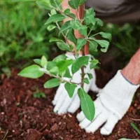 خدمات باغبانی