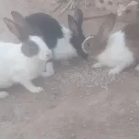 خرگوش سه جفت نر وماده