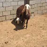 دوعدد بره قوچی خوشکل کله سفید