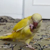 طوطی راهب زرد سخنگو ماده