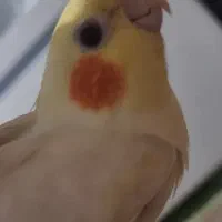 پرنده گمشده