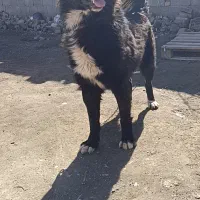 یک قهدرجونی نر وسگ ژرمن نر