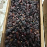 فروش خرمای اصل