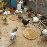 جوجه محلی  سرحال و سالم