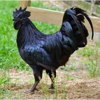 مرغ دارویی دو ماهه