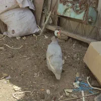مرغ شاخ دار سوسنگرد
