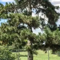 درخت کاج ۴۰ ساله