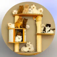 حر آ ج بی تکرار فقط در کلبه گربه های Hypercat