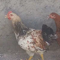 مرغ و خروس