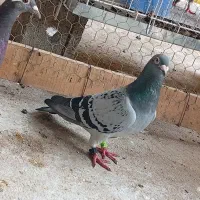 کبوتر پلاکی 1070نشسته