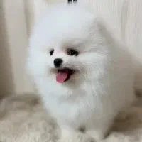 واگذاری پاکوتاه پامرین خرسی رایگان با شرایط