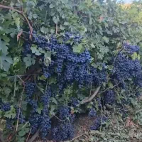 هرس کردن باغات و شخم زدن زمین هاکشاورزی