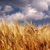 فروشنده خانم نیازمندیم (آگهی رو با دقت بخونید)