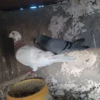 کفتر جفتی
