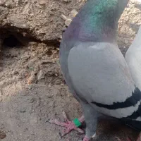 کبوتر|پرنده|زاهدان, |دیوار