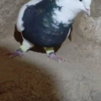 کبوتر نر و ماده