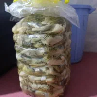 ترشی بیلهر
