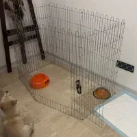 پارک سگ