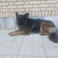 سگ گمشده حوالی شهرک صنعتی شاهنامه جاده قدیم