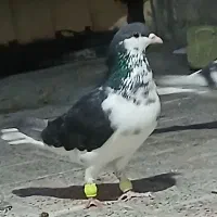 ساده افشون ماده