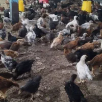 جوجه محلی