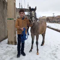 سلام  اسب نریان اصل