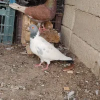 کبوتر سه عدد فروش باهم...یا معاوضه با ککیلی نر