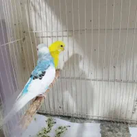 مرغ عشق عروس هلندی