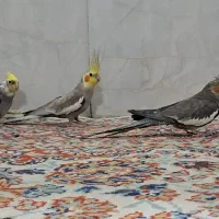 یک جفت عروس هلندی اصیل