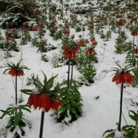 دنبال کار آشپزی یا فست فودی