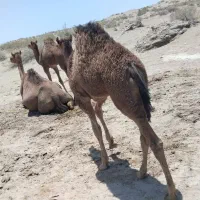 بچه شتر نر فروشی