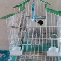 عروس هلندی نر