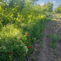 علفباغ|خدمات باغبانی و درختکاری|کندوان, |دیوار