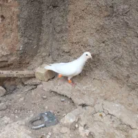 کبوتر پرشی