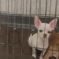 توله سگ شیوا(چیواوا)مینیاتوری