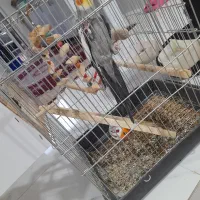 عروس هلندی