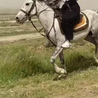 اسب