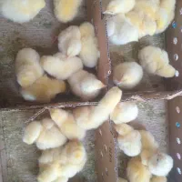 جوجه گوشتی راس ۳۰۸