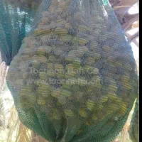 توری خرما عمده همکار نخل درخت خرما رطب خوشه خرما