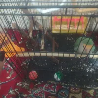 طوطی برزیلی