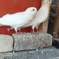 کفتر پرشی