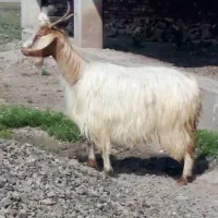 بز.