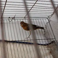 قناری|پرنده|فسا, |دیوار