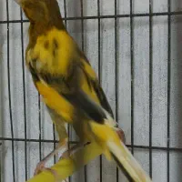 قناری نر و ماده